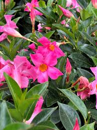 Image result for Dactyladenia