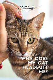 Why Does My Cat Like To Headbutt Me Cats Cat Facts Cat Behavior Facts