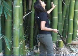 Even today, you'll see the use of bamboo in building houses and other structures in underdeveloped areas. Best Timber Shoot Bamboo The Bello Bamboo Company