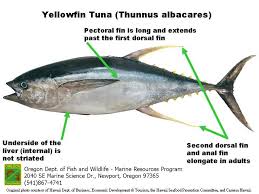 Odfw Marine Sport Fish Id Tunas And Mackerels