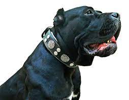 Free shipping for many items! Pin On Bestia Leather Dog Collars For Big Dogs
