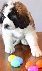 Litter Of 6 Saint Bernard Puppies For Sale In Harrow On Adn 72158 On Puppyfinder Com Gender Female Age 9 W St Bernard Puppy Puppies For Sale Saint Bernard