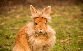 Le Lapin Nain Tete De Lion Qui Est Il Comment En Prendre Soin