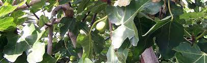 Plus, their buzzy behaviors lead to better seed and fruit production in your garden and hours of viewing enjoyment … Growing Fruit Trees At Portland Nursery And Garden Center