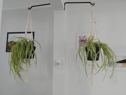 Choose the best soil for christmas cactus. How To Divide Spider Plants In 8 Simple Steps The Practical Planter