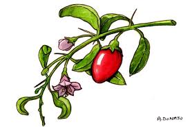 Image result for Lycium