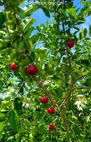 We did not find results for: Toptropicals Com Barbados Cherry Equal To 65 Oranges