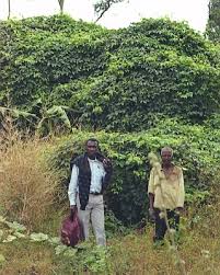 Image result for Telfairia