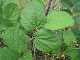 Image result for Grewia herbacea