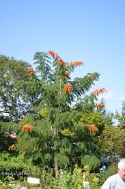 Image result for Colvillea