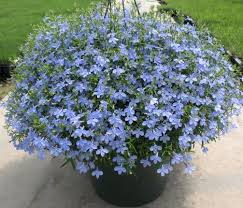 Image result for Lobelia thermalis