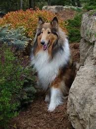 Pin By Ege Gul On The Best Tips For Dog Training Rough Collie Collie Puppies Sheltie Dogs
