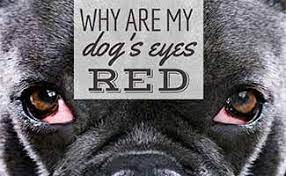 Why Are My Dog S Eyes Red Or Bloodshot Causes Allergies Pink Eye More Symptoms Discharge Swelling Watery Goopy Treatment Caninejournal Com