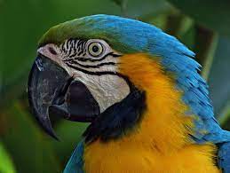 Guacamayo Azul Y Amarillo Photo Photo Sharing Animals