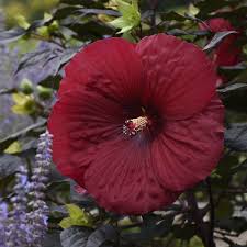 Image result for Hibiscus kirkii