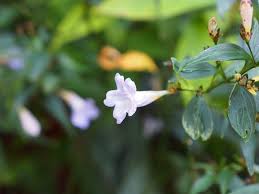 Image result for Strobilanthes anisophylla