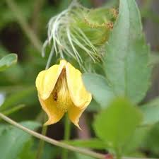 Some have attractive fluffy seedheads in autumn. Climbing Plants For Arches And Pergolas By Crocus