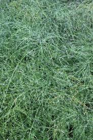 Image result for Asparagus pendulus