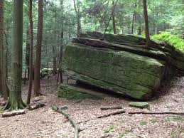 Eggplant is high in fiber but low in calories so it's great to cook with. Cook Forest State Park Cooksburg 2021 All You Need To Know Before You Go With Photos Tripadvisor
