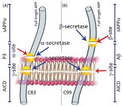 Amyloid Beta Hypothesis In Alzheimer 39s Disease Major Culprits And Recent Therapeutic Strategies Bentham Science