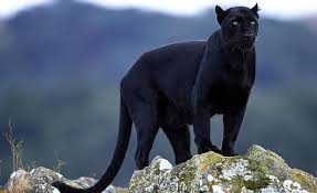 The second version consisted of the pink panther, the ant and the aardvark and misterjaw entries sourced from new prints of the original film negatives and transferred to videotape, resulting in sharper images. Black Panther Animal Hd Wallpapers Free Download Wallpaperbetter