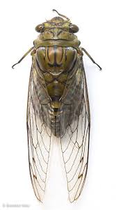 Camponotus gigas bullet ant wet specimen malaysia. Quesada Gigas Bugguide Net