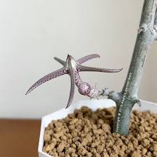 Image result for Ceropegia stenifolia