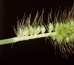 Image result for Setaria longiseta