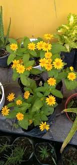 Helianthus atau bunga matahari adalah genus tanaman yang terdiri dari sekitar 70 spesies dalam keluarga asteraceae. Bibit Bunga Matahari Mini Konstruksi Dan Taman 799417522