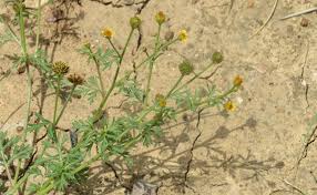 Image result for Chrysanthellum