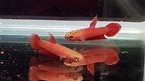 Discovered in roughly the summer of 2013, this small aggressive, extremely violent yet shy wild betta is on the verge of extinction in the wild. Betta Api Api Pair Riau Sumatra Lot 32 Youtube