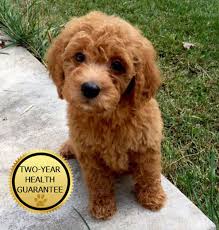 They are up to date on shots. Red Goldendoodle Puppies In Michigan By Brooke View Doodles Red Mini Goldendoodles