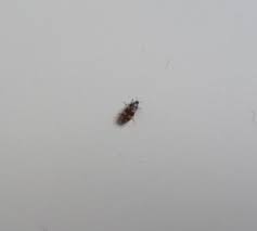 Rote juckende quaddeln am morgen sind ein erster hinweis auf das gefürchtete ungeziefer in der wohnung. Kleine Schwarz Braune Kafer In Der Wohnung Ungeziefer