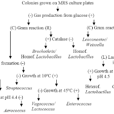 Flowchart For Identification Of Lab Genera By Phenotypic