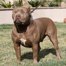 stunning bully breeds dogs pitbulls cute dogs