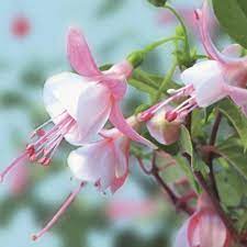 Shadow Dancers Ginger Fuchsia Hybrid Proven Winners Fuchsia Pink Flowers Plants