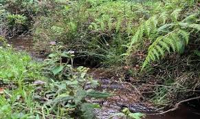 Image result for Monanthotaxis orophila