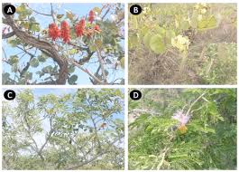 Image result for Droogmansia