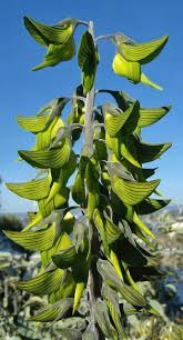 Image result for Crotalaria paulina
