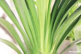 Pests and diseases include scale insects, mealy bug, and rot. Kaffir Lily Plant Orange Clivia Miniata Factsheet How To Care Plantopedia