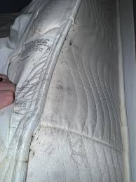 Image result for bed bugs droppings