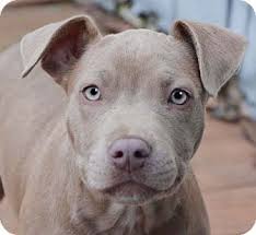 Milo Ze By Mark Watson And Pablo Michau Winner Story Monster Approved Award Winner Readers Favorite F Pitbull Mix Puppies Pitbull Terrier Pittie Puppies