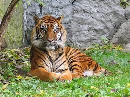 Discover indonesian animals you've never heard of, and learn amazing facts about the ones you have! 10 Most Unique Wild Animals Found In Indonesia In 2020 Most Endangered Animals Endangered Animals Dangerous Cat