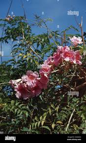 Image result for Podranea