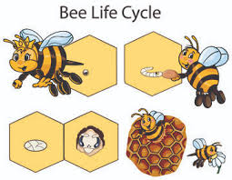 The life of a honey bee. Bees Crafts Activities Lessons Games And Printables Kidssoup