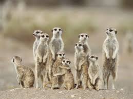 Big And Little Little And Big We Must All Help Each Other Meerkats Namibia Africa Animals Beautiful Cute Animal Pictures Meerkat