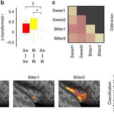 Drive at a safe speed and keep a safe. Pdf Distinct Representations Of Basic Taste Qualities In Human Gustatory Cortex