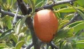 Image result for Ximenia afra