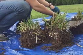 When to divide your daylilies and easy tips on dividing daylilies. How To Divide Daylilies And Other Perennials With 1 Tool Pretty Purple Door