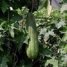 Luffa smooth (luffa cylindrica) also known as: Buy Sponge Gourd Seeds Online Rarexoticseeds